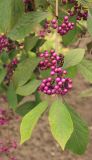 Callicarpa bodinieri. Верхняя часть ветви с соплодиями. Черноморское побережье Кавказа, окр. г. Новороссийск, с. Абрау-Дюрсо, в культуре. 21 октября 2017 г.