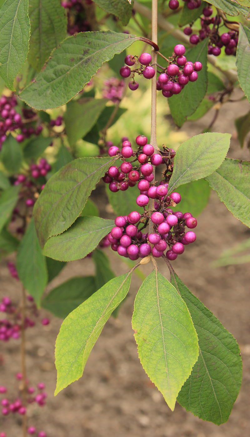 Image of Callicarpa bodinieri specimen.