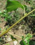 Betula pendula