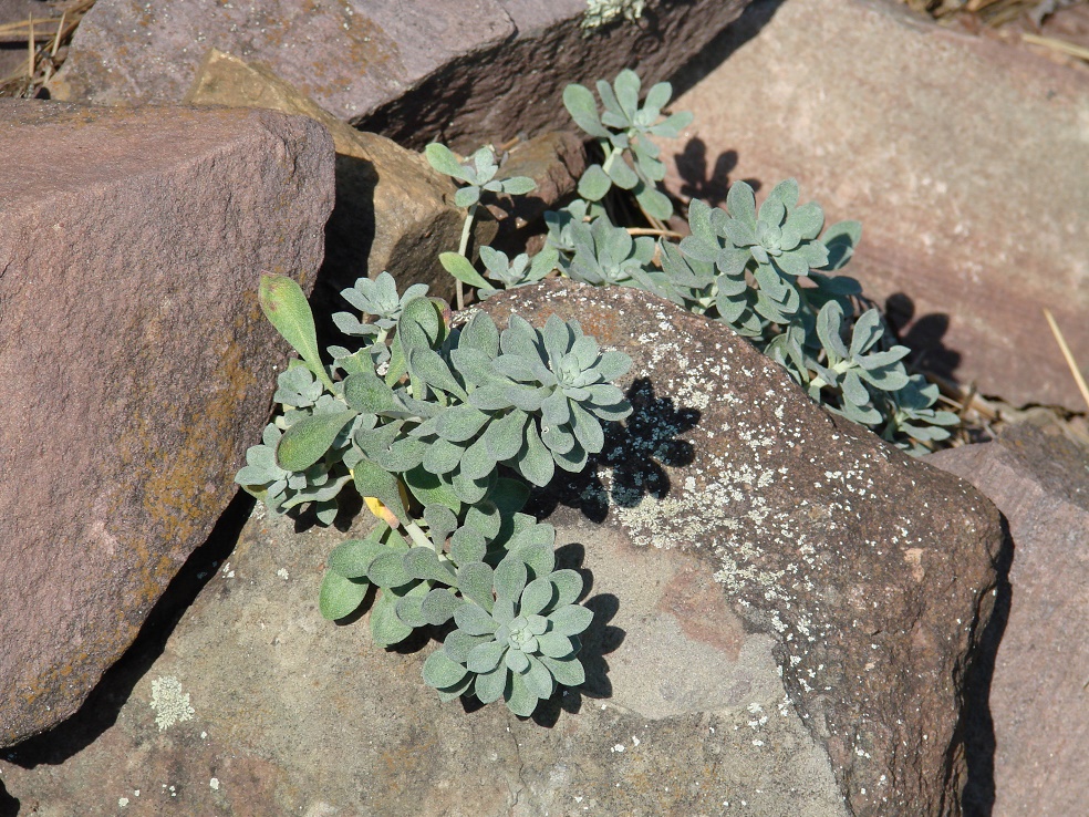 Image of Odontarrhena obovata specimen.