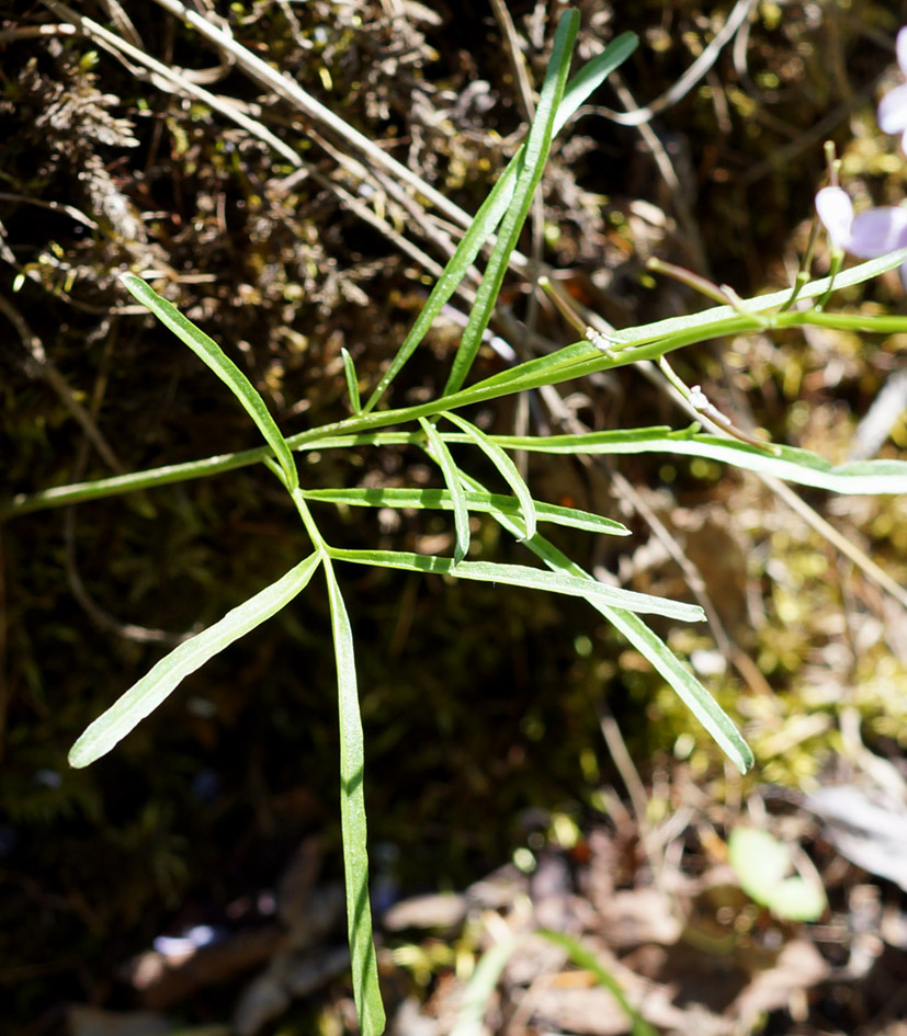 Изображение особи Cardamine dentata.