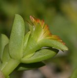 Delosperma luteum. Верхушка веточки с цветком. Израиль, Шарон, г. Тель-Авив, ботанический сад университета, в культуре. 02.10.2017.