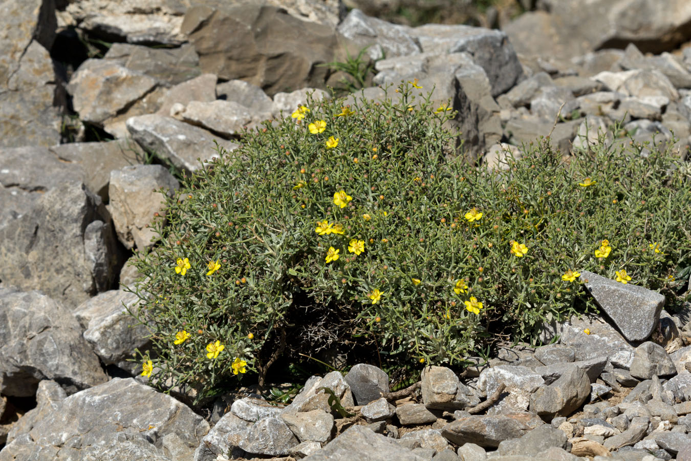 Изображение особи Verbascum spinosum.