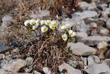 Beckwithia chamissonis. Цветущее растение. Чукотка, побережье бухты Провидения. 14.06.2014.