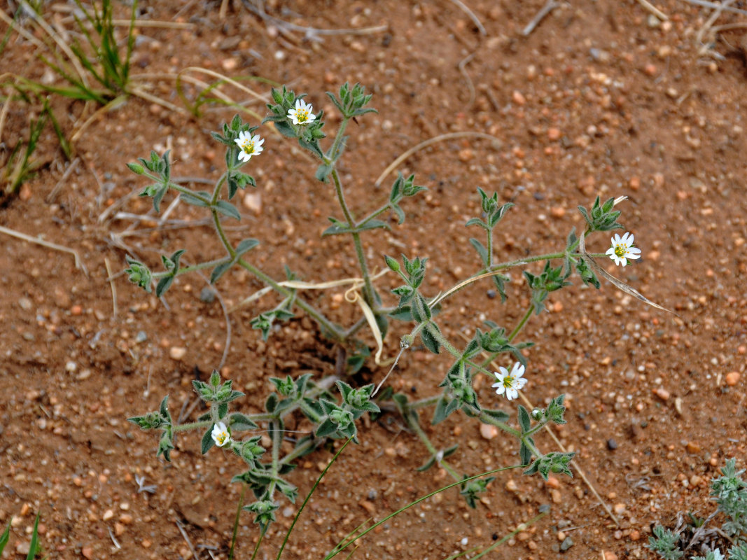 Image of Stellaria dichotoma specimen.