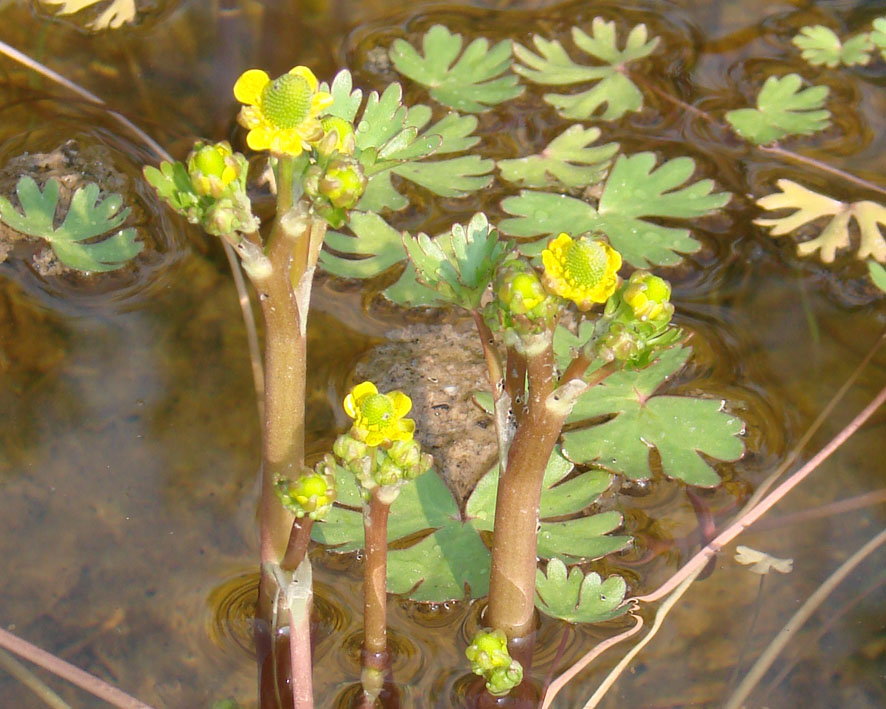 Изображение особи Ranunculus sceleratus.