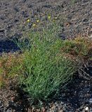 Crepis flexuosa