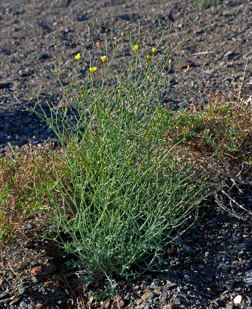 Изображение особи Crepis flexuosa.