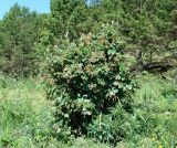 род Cotoneaster. Цветущее растение. Иркутская обл., Иркутский р-н, окр. пос. Бол. Голоустное, травянистый берег оз. Байкал. 05.07.2017.