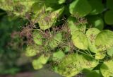 Cotinus coggygria