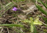 Pinguicula vulgaris. Цветок. Чехия, Оломоуцкий край, природный заповедник Jeseníky, субальпийский луг. 15.06.2017.