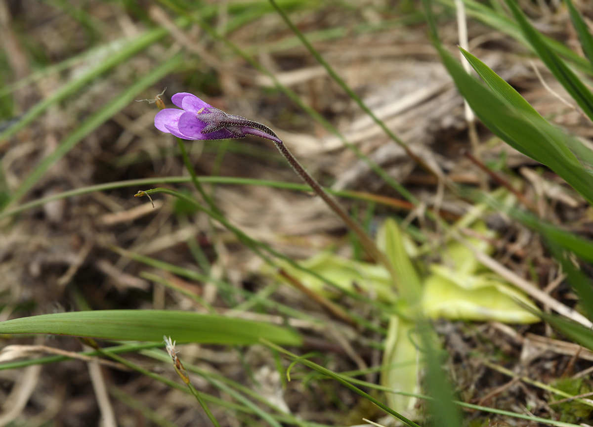 Изображение особи Pinguicula vulgaris.