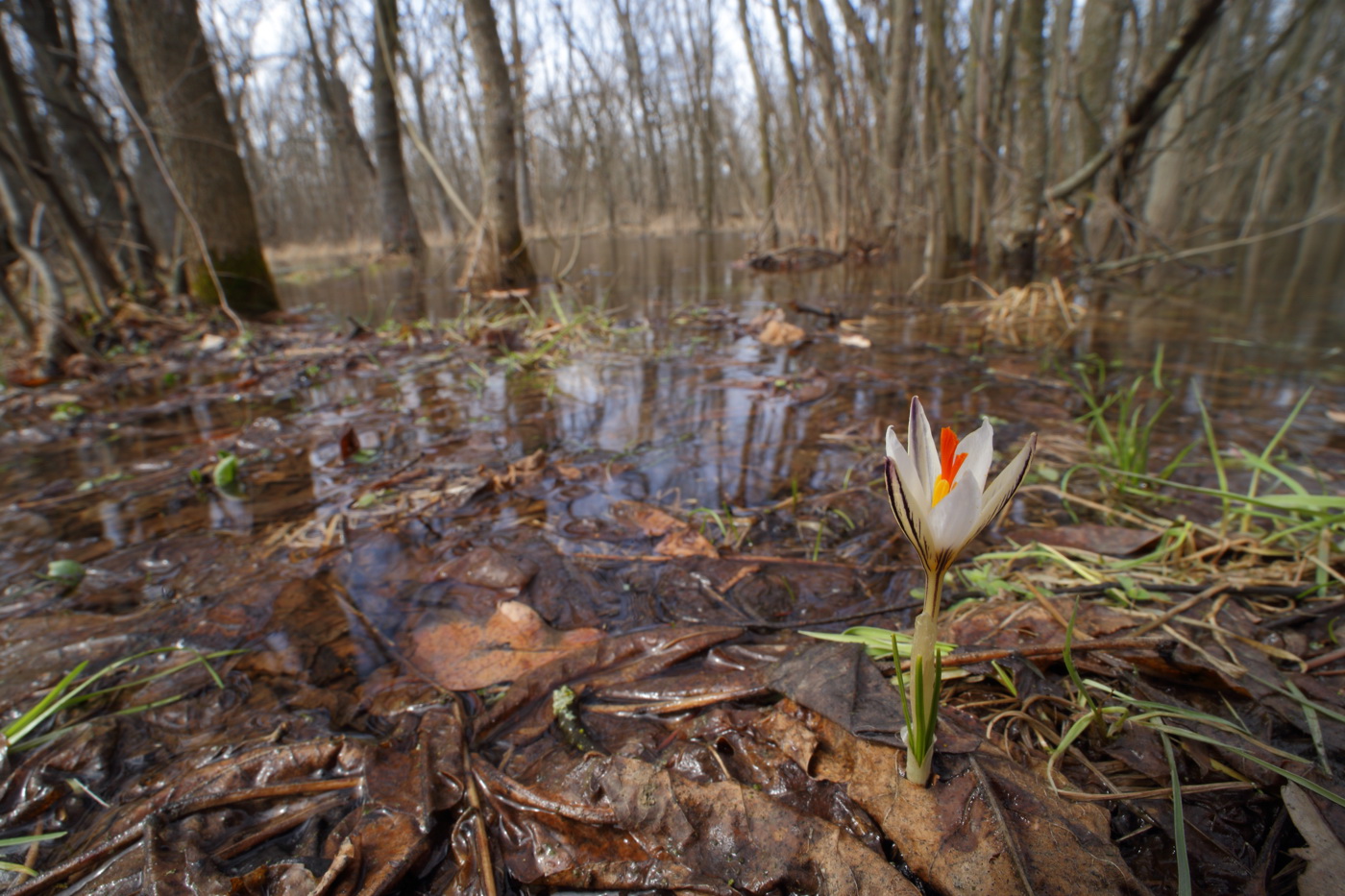 Image of Crocus reticulatus specimen.