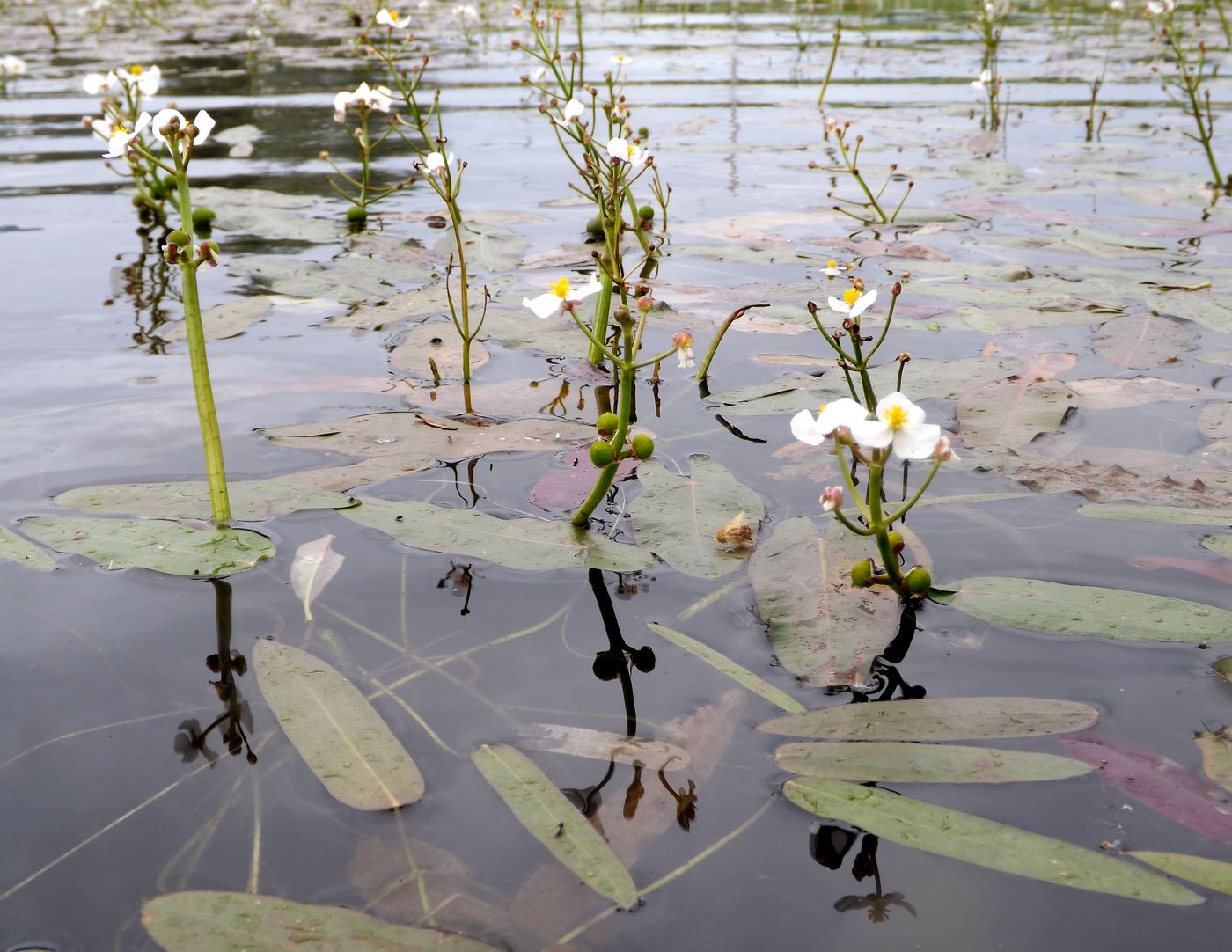 Image of Sagittaria natans specimen.