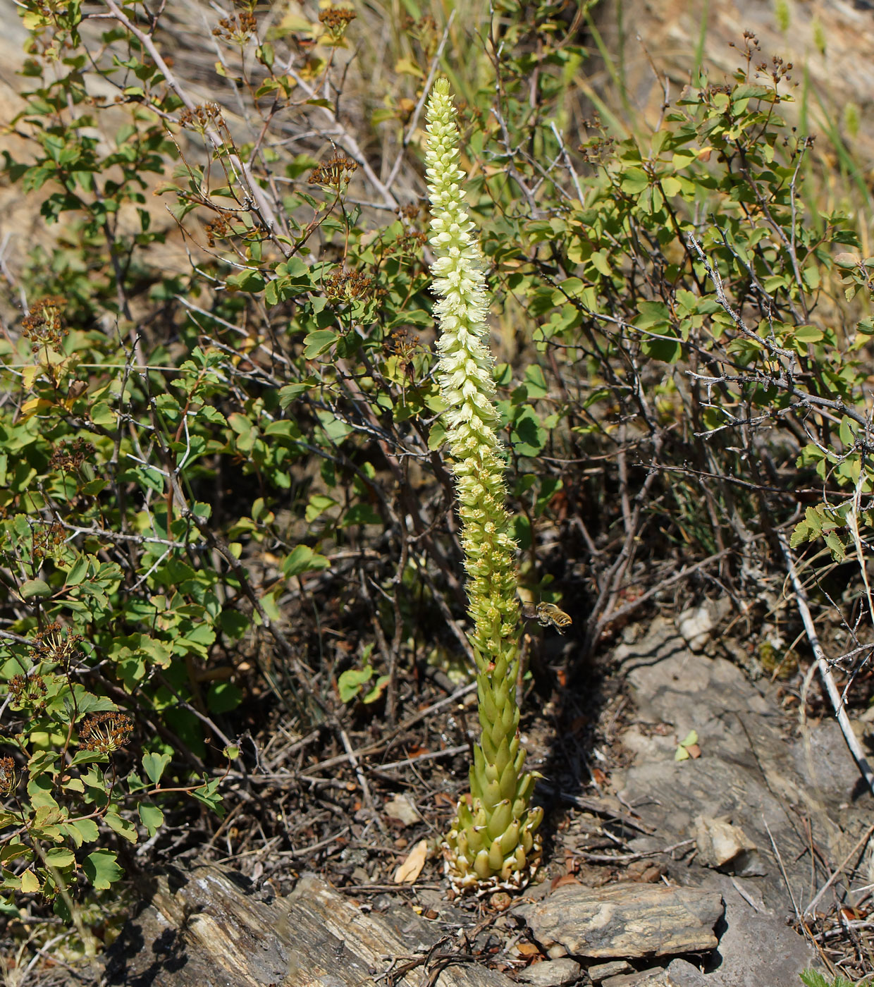 Image of Orostachys spinosa specimen.