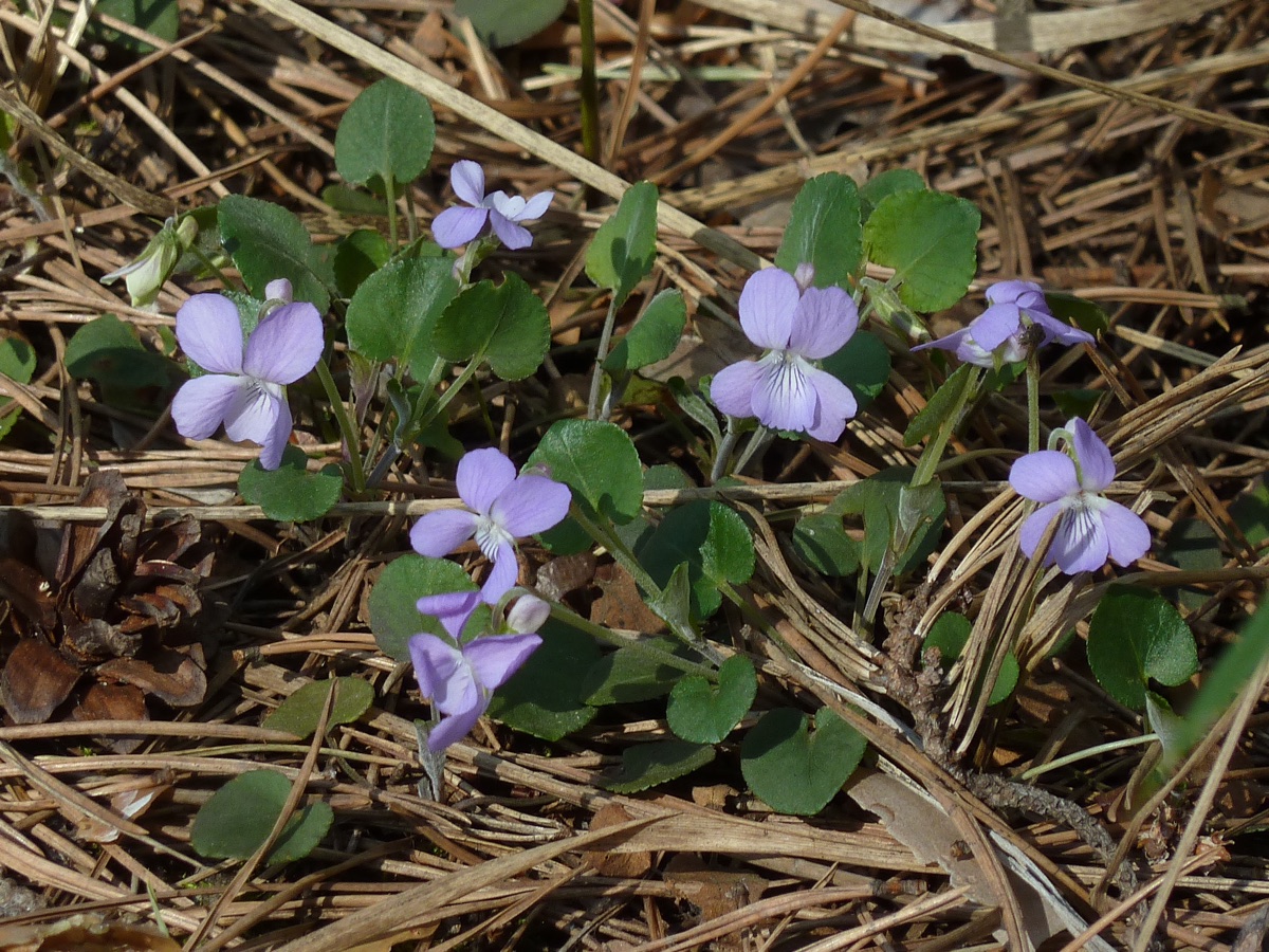 Image of Viola rupestris specimen.