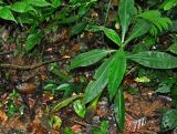 Amischotolype mollissima. Цветущее растение. Таиланд, национальный парк Си Пханг-нга, влажный тропический лес. 20.06.2013.