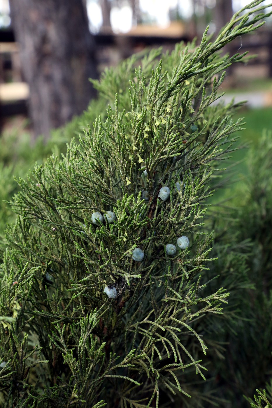 Image of Juniperus sabina specimen.