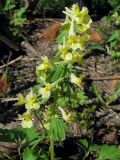 Corydalis bracteata. Верхушка растения с ветвистым соцветием. Томск, парк \"Университетская роща\". 25.05.2010.