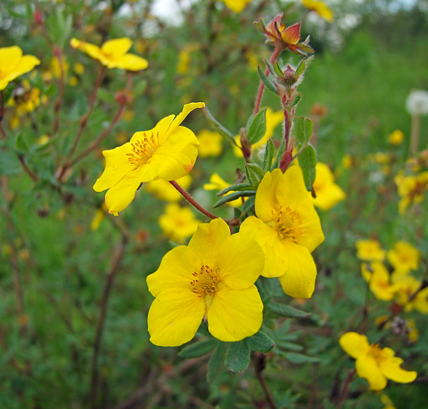 Image of Dasiphora fruticosa specimen.