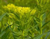 Euphorbia semivillosa. Верхушка цветущего побега. Башкортостан, Бурзянский р-н, Галиакберовский сельсовет, ниже. дер. Верхний Нугуш, долина р. Нугуш, правый берег, зарастающий галечник. 11 июня 2018 г.