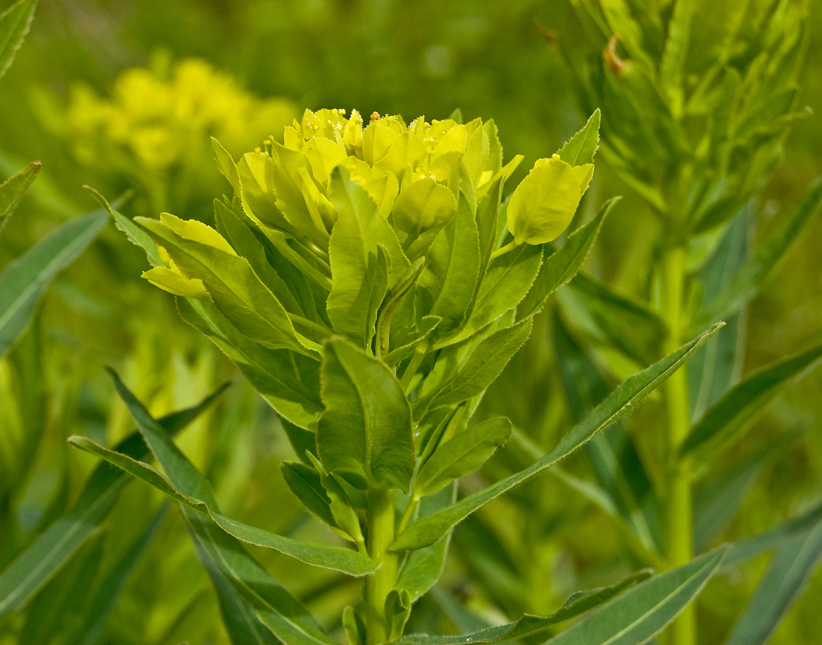 Изображение особи Euphorbia semivillosa.