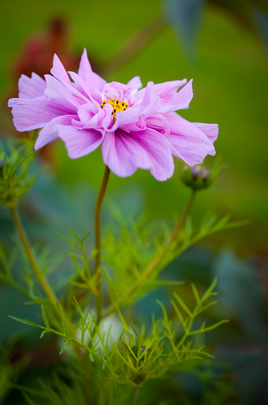 Изображение особи Cosmos bipinnatus.