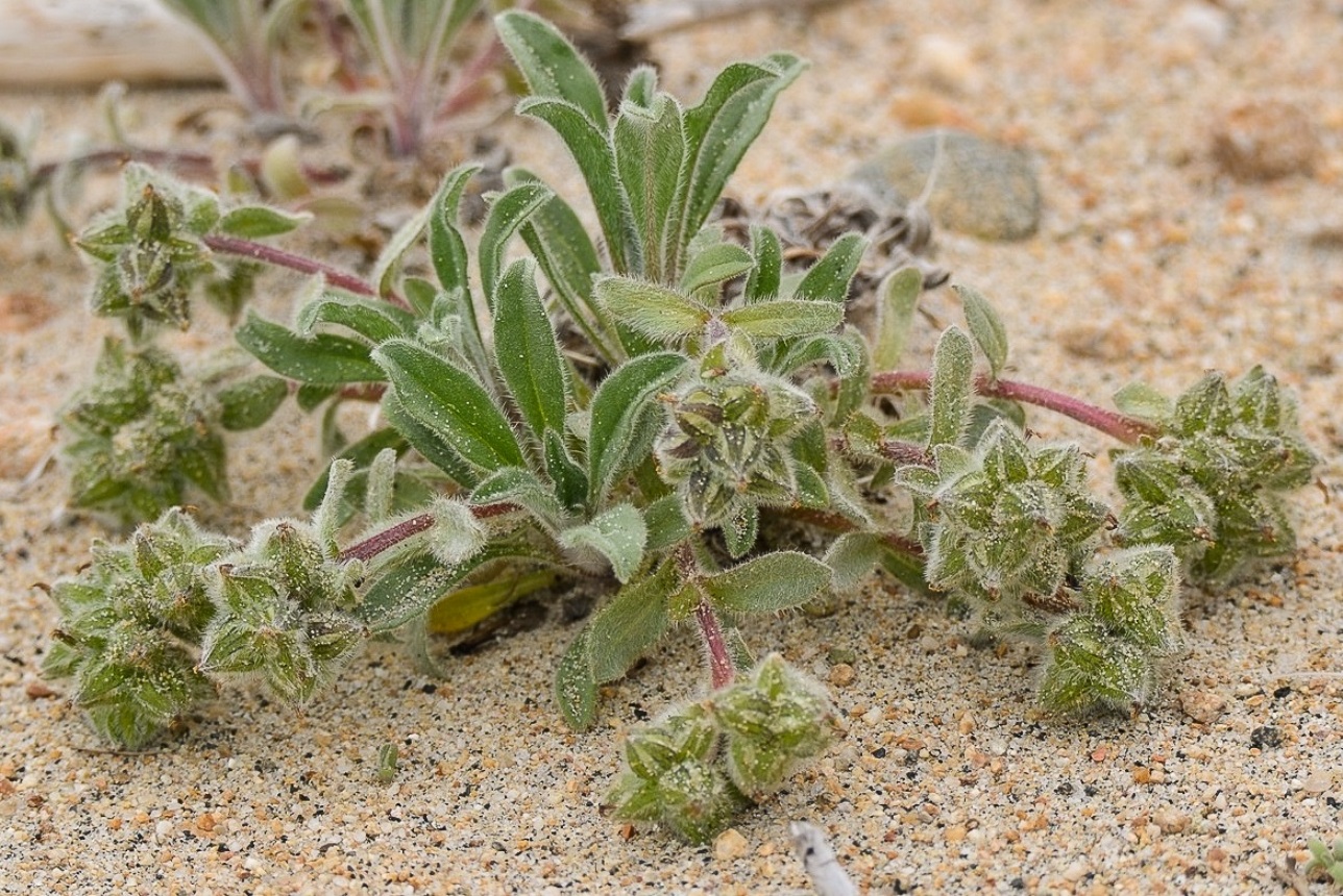 Изображение особи Craniospermum subvillosum.