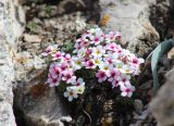 Androsace sericea. Цветущее растение. Южный Казахстан, Сайрам-Угамский национальный парк, под Сайрамским пиком на высоте около 3500 м н.у.м. на каменистом склоне. 13 июля 2018 г.