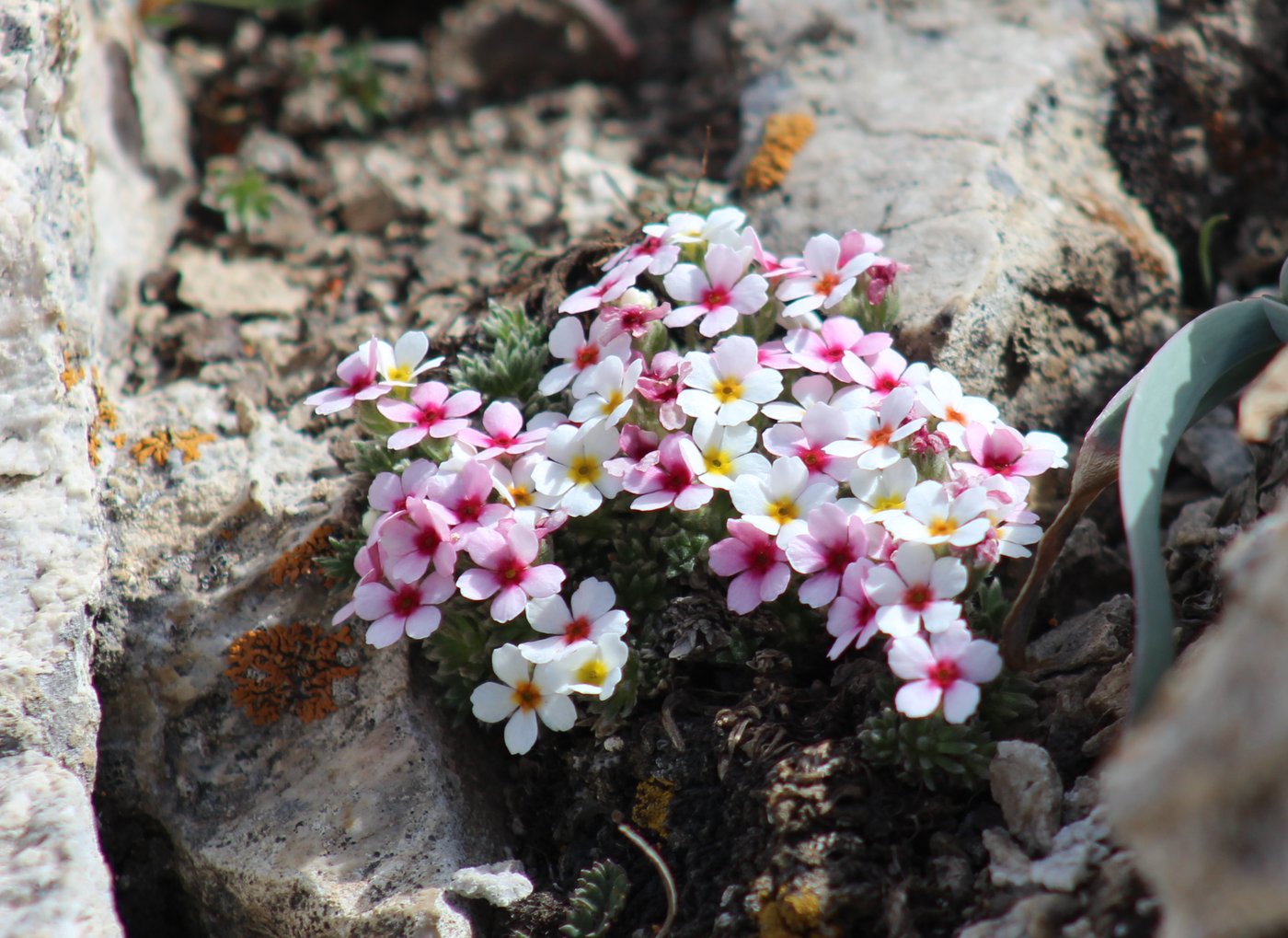 Image of Androsace sericea specimen.