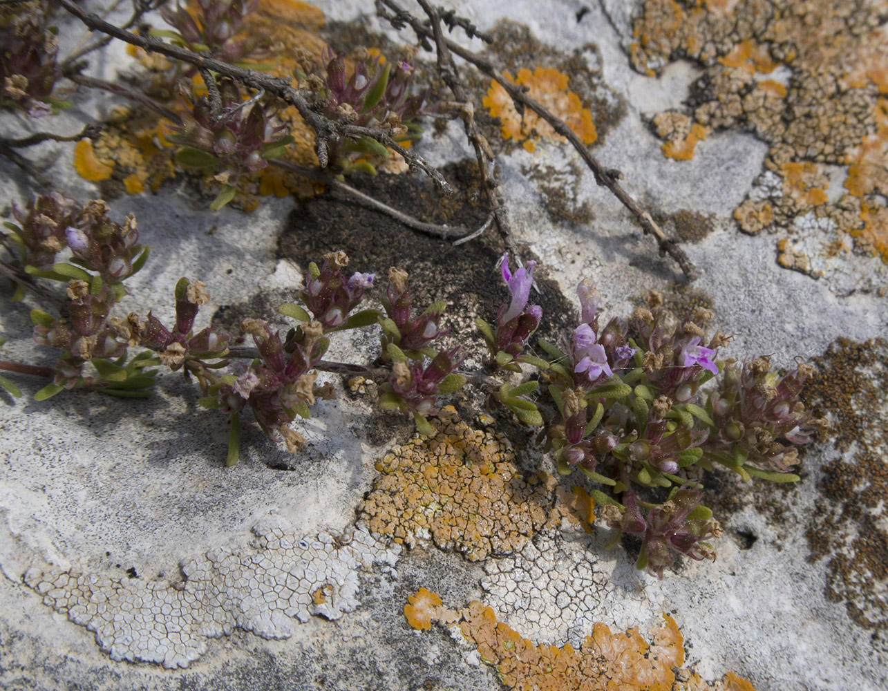 Image of genus Thymus specimen.