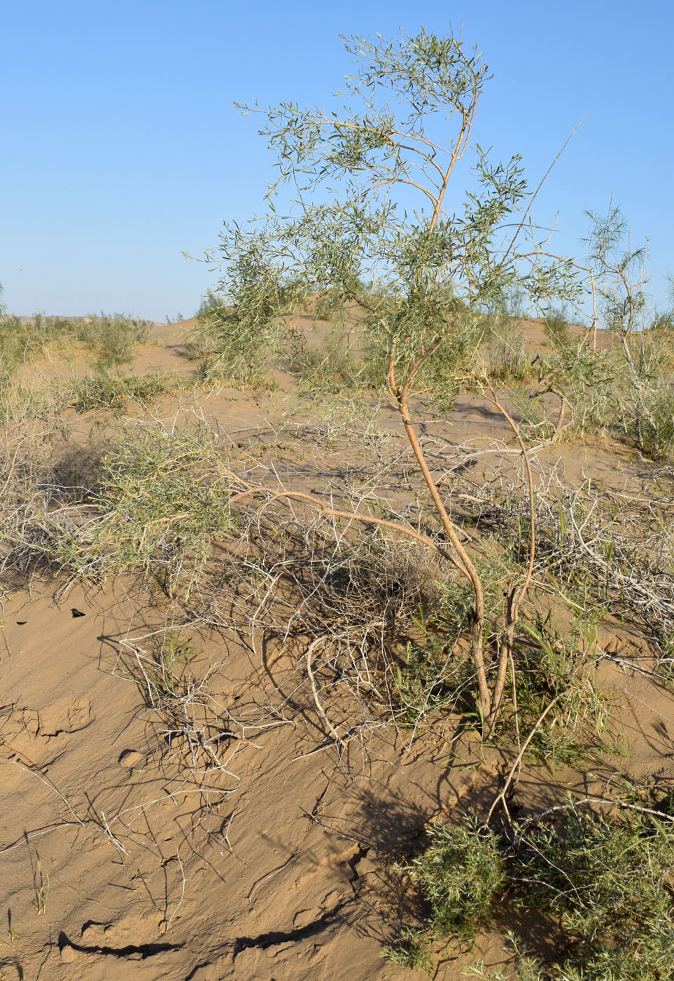 Image of Ammodendron bifolium specimen.