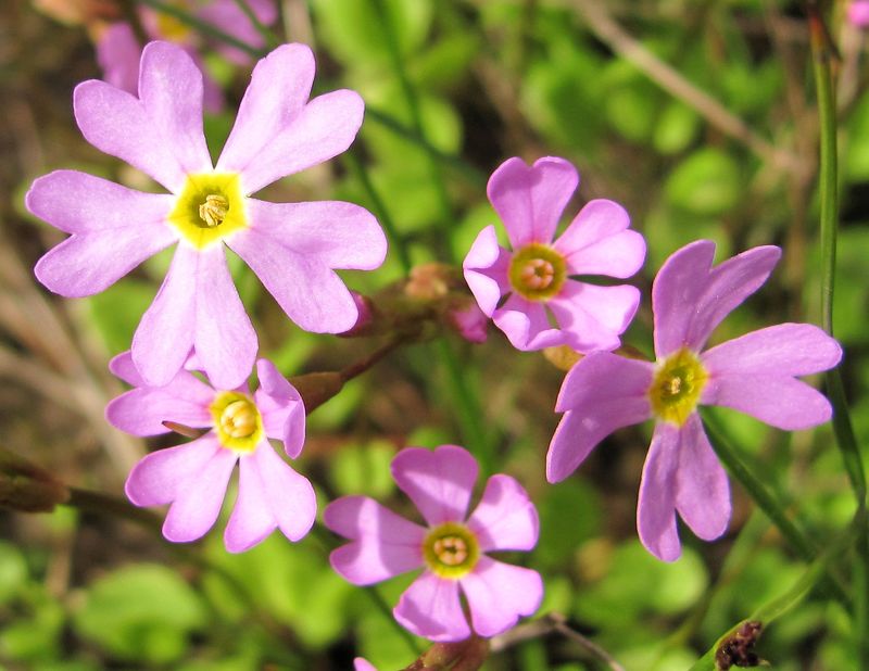 Image of Primula finmarchica specimen.