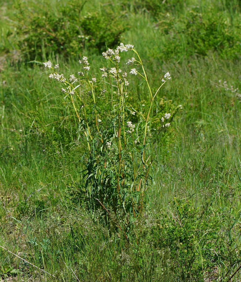 Изображение особи Aconogonon alpinum.