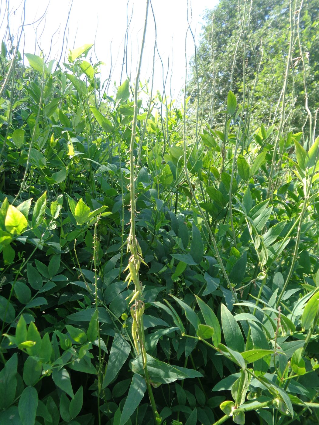 Изображение особи Galega orientalis.