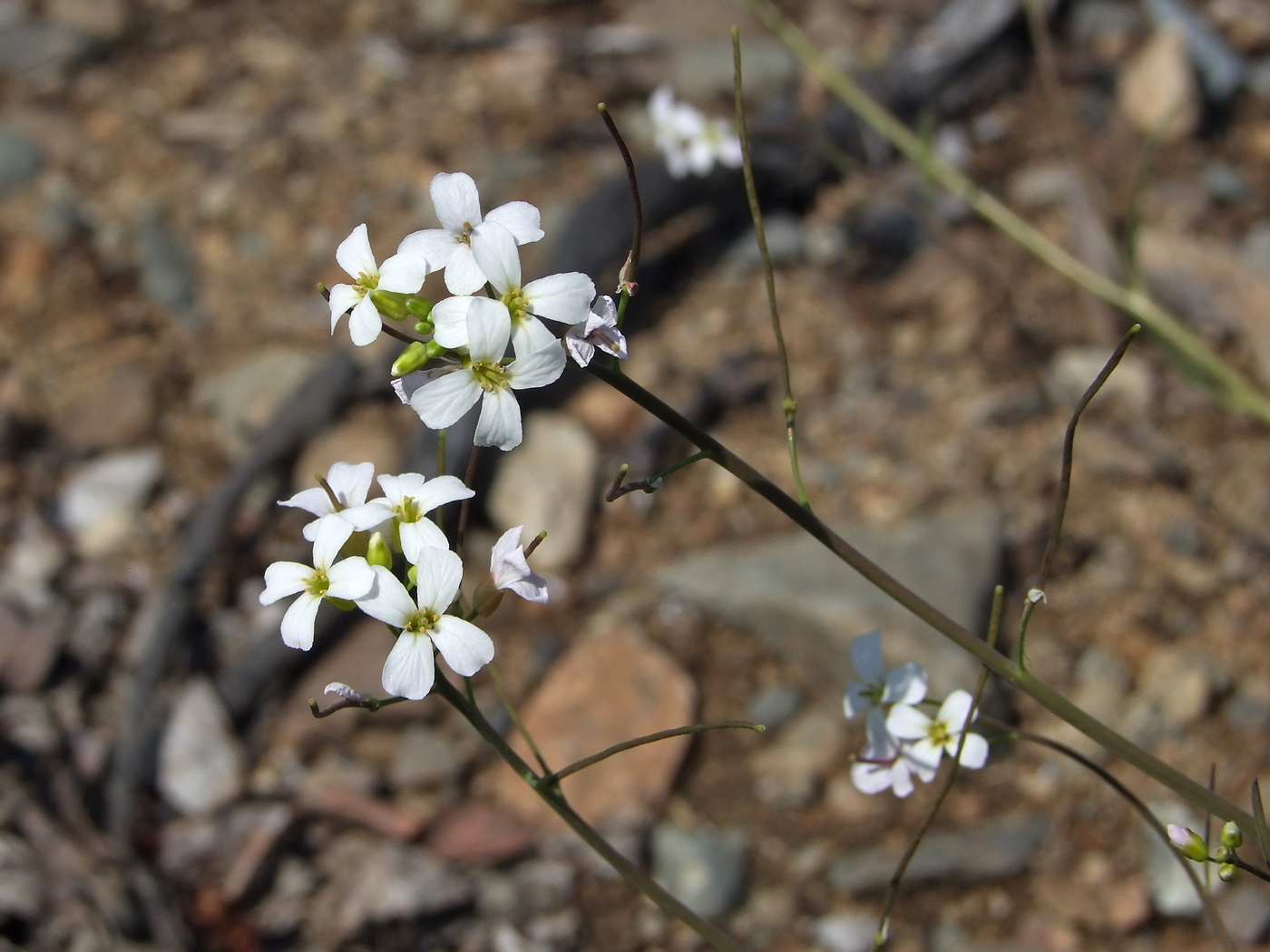 Изображение особи Arabidopsis lyrata.