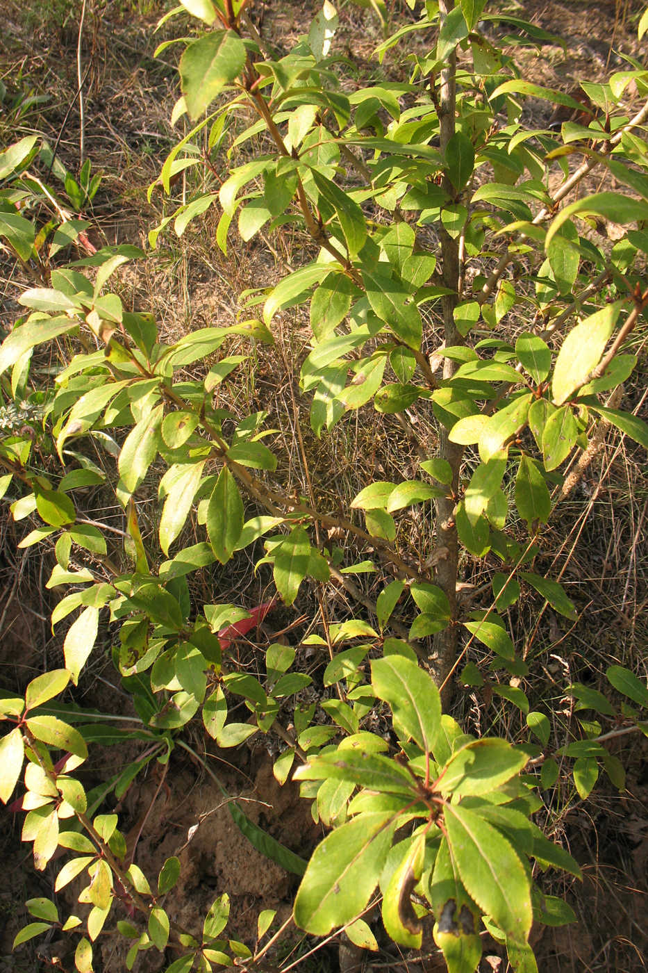 Image of Populus laurifolia specimen.