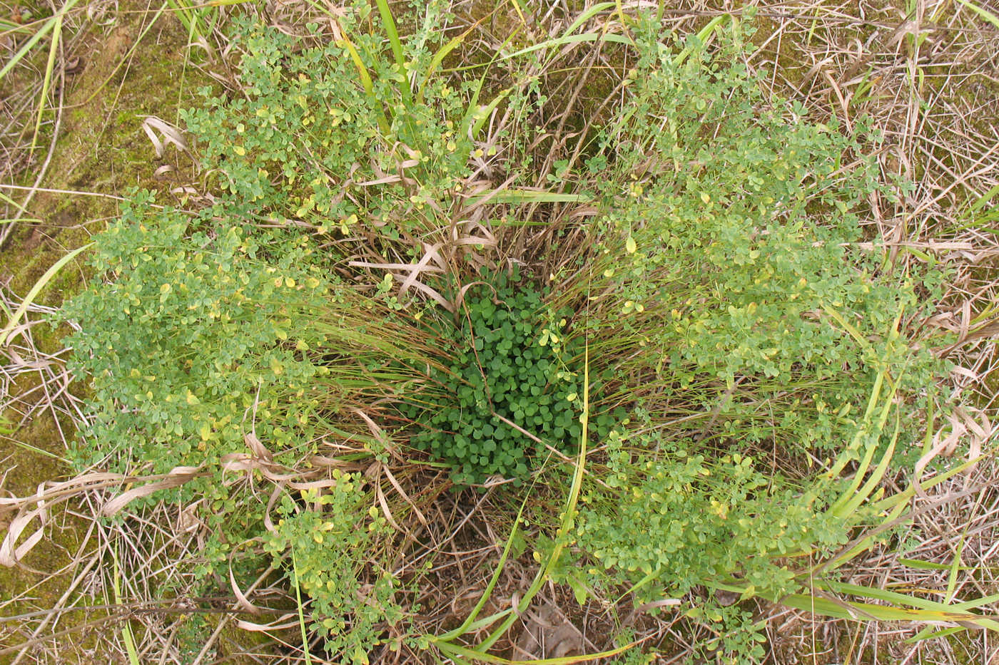 Image of Medicago sativa specimen.