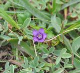 Gentianella caucasea