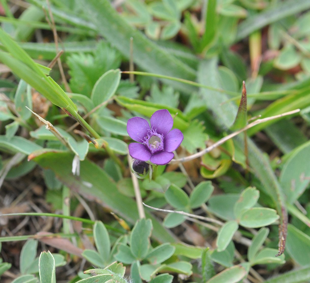Image of Gentianella caucasea specimen.
