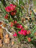 Microloma tenuifolium