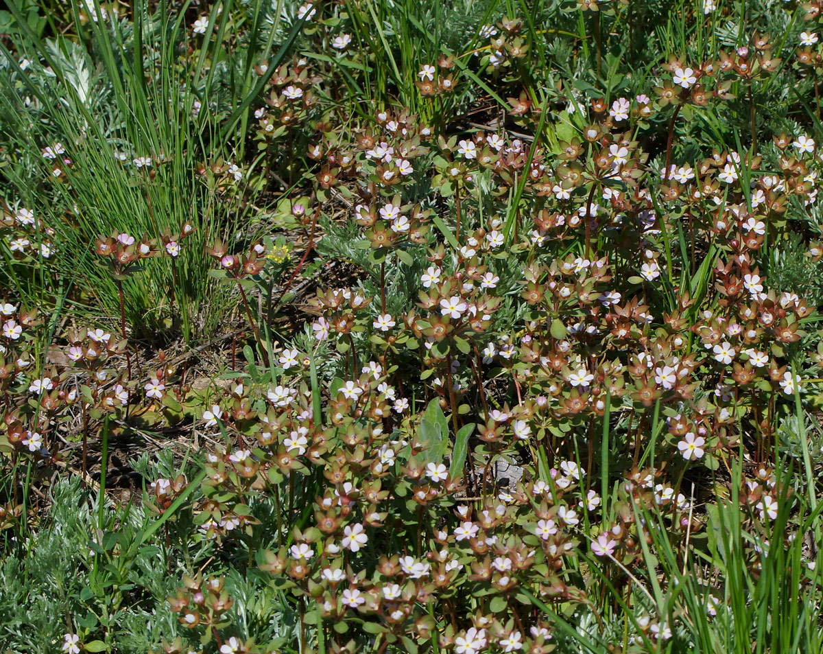 Image of Androsace maxima specimen.