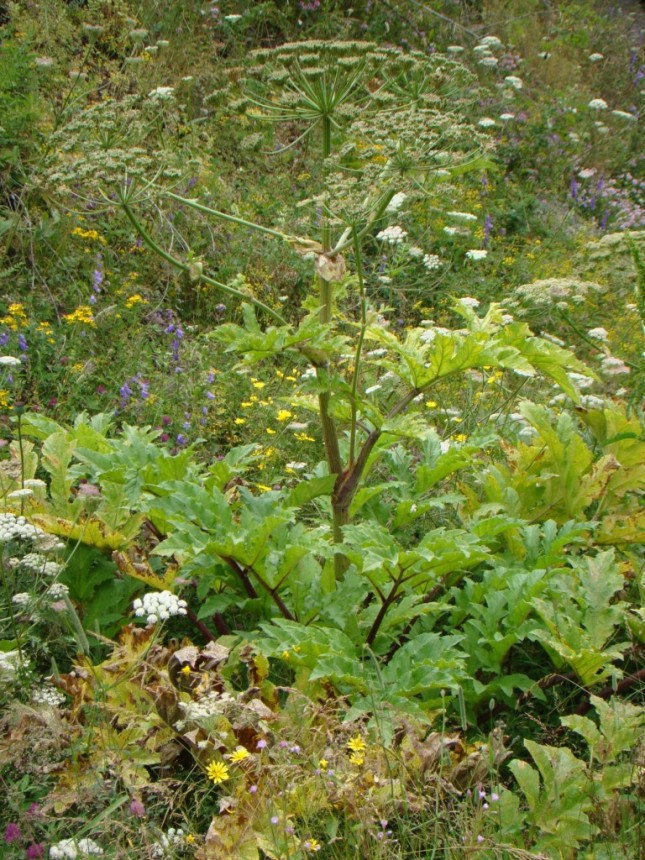 Изображение особи род Heracleum.