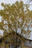 Acer saccharinum. Крона в осенней окраске. Московская обл., г. Дмитров, в культуре. 28 октября 2018 г.