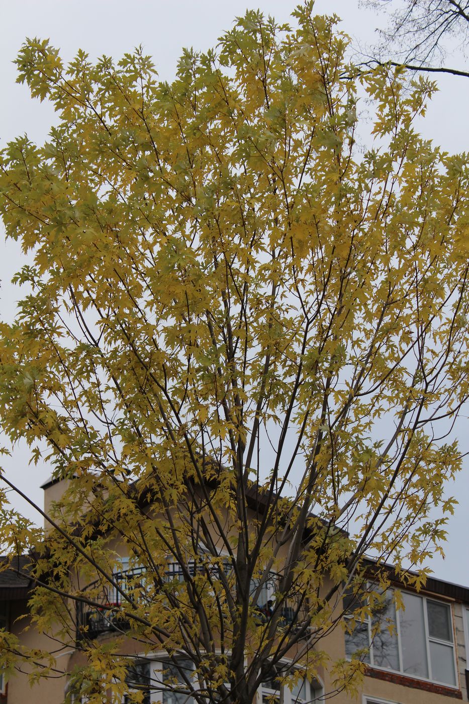 Image of Acer saccharinum specimen.