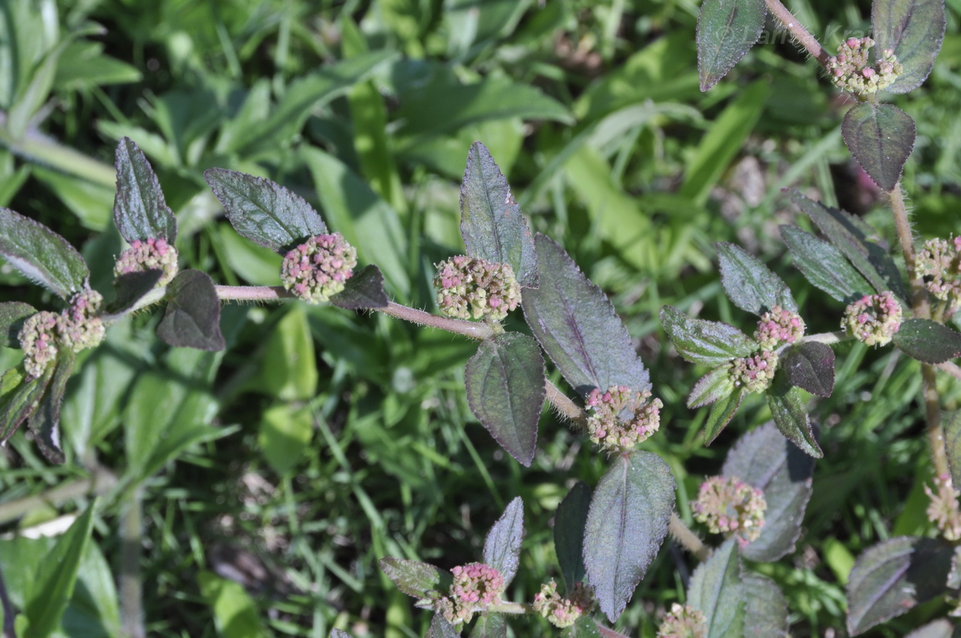 Изображение особи Euphorbia hirta.