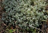 Cladonia uncialis