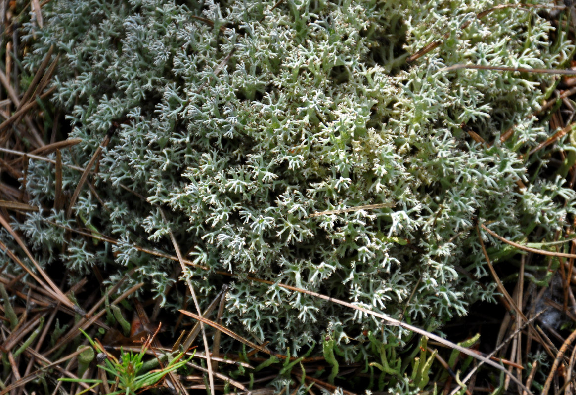 Изображение особи Cladonia uncialis.