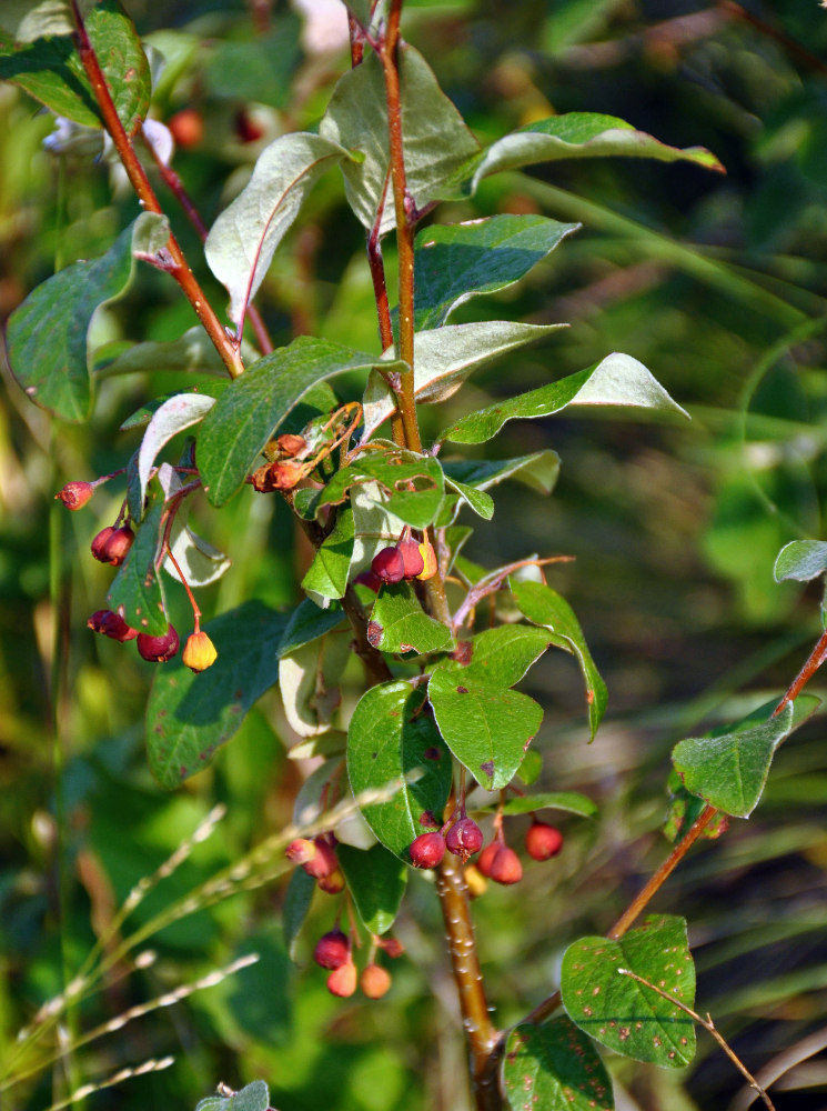 Image of Cotoneaster melanocarpus specimen.