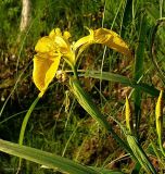 Iris pseudacorus. Верхушка растения с цветком. Нижегородская область, пойма р. Линда. 22 июня 2008 г.